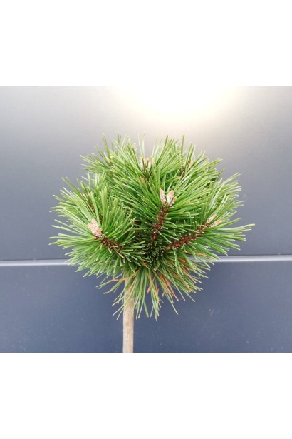 Сосна гірська Бенджамін на штамбі крона